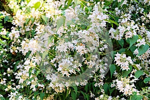 Jasmine bush s blooming in arboretum. Landscaping and decoration in springtime season. Gentle flowers is growing in city.