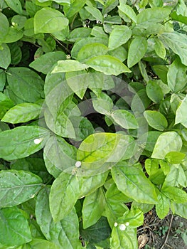 JASMINE CULTIVATION