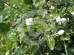 JASMINE CULTIVATION