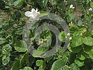 JASMINE CULTIVATION