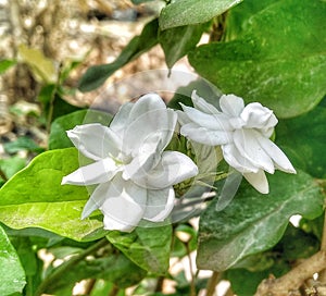 Jasmine flower