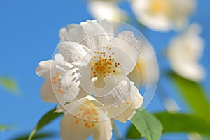 Gelsomino fiore 