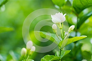 Jasmine flower