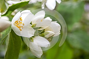 Jasmine flower.