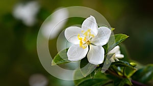 Jasmine flower beauty highlighted with selective focus on background