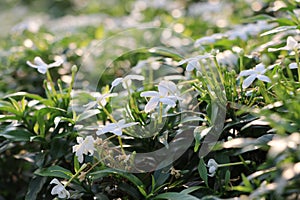 Jasmine flower blooming in the garden white color with leaves so