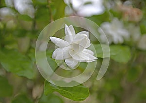 Jasmine flower with blur leaves background