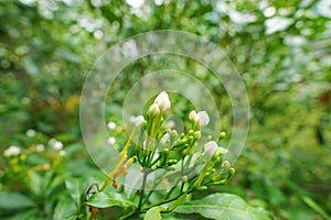 Jasmine flower on blurred branch and leaves background.