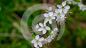 Jasmine flower branch. Close-up of jasmine flowers in a garden. Jasmine flowers blossoming on bush in sunny day. Tender jasmine fl