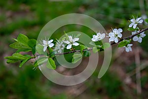 Jasmine flower branch. Close-up of jasmine flowers in a garden. Jasmine flowers blossoming on bush in sunny day. Tender jasmine fl