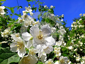Jasmine flower close-up bottom photo.