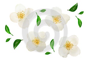 Jasmine flower decorated with green leaves isolated on white background closeup