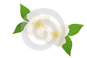 Jasmine flower decorated with green leaves isolated on white background closeup