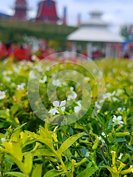 jasmine flower garden