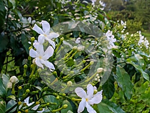 Jasmine flower garden view in a rainy morning