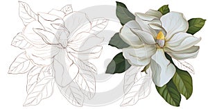 Jasmine flower, graphic magnolia on a white background