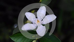 Jasmine flower image with high resolution