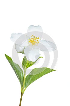 Jasmine flower isolated on white