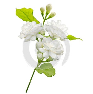 Jasmine flower isolated on white background with clipping path, symbol of Mothers day in thailand