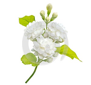 Jasmine flower isolated on white background with clipping path, symbol of Mothers day in thailand