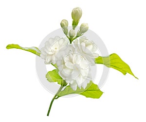 Jasmine flower isolated on white background with clipping path, symbol of Mothers day in thailand