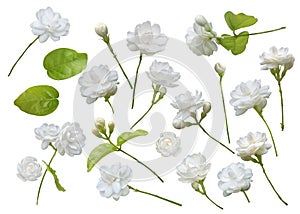 Jasmine flower isolated on white background, symbol of Mother`s day in thailand