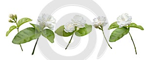 Jasmine flower isolated on white background, symbol of Mother`s day in thailand
