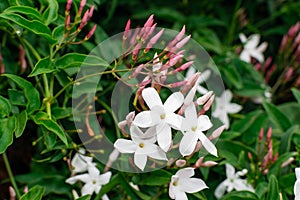 Jasmine flower Jasminum officinale blooming