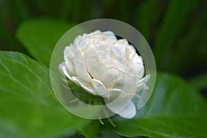 Jasmine flower, Jasminum sambac