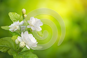 Jasmine flower on leaf green blurred background with copy space and clipping path, symbol of Mothers day in thailand