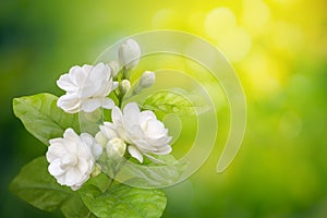 Jasmine flower on leaf green blurred background with copy space and clipping path, symbol of Mothers day in thailand
