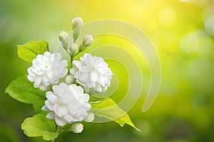 Jasmine flower on leaf green blurred background with copy space and clipping path, symbol of Mothers day in thailand