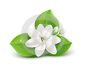 Jasmine flower and leaves realistic design isolated on white background