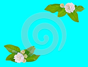 Jasmine flower on lightblue  background