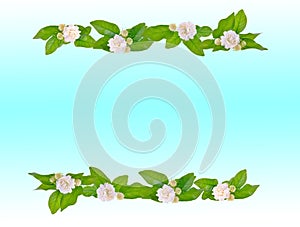 Jasmine flower on lightblue  background