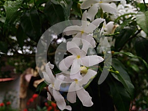 jasmine flower