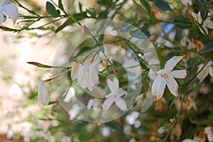 Jasmine flower photographed in Granada (Andalusia Spain)
