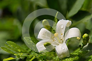 Jasmine flower with spring dew drops. photo