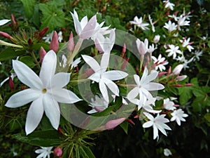 jasmine flower of sri lanka photo