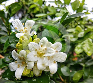 Jasmine  flower wet with dew drops in the rainy day after raining