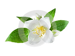 Jasmine flower on white background