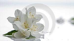 Jasmine flower on the white background,select focus