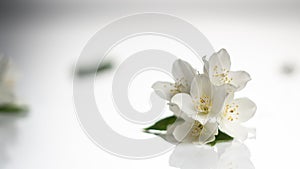 Jasmine flower on the white background,select focus