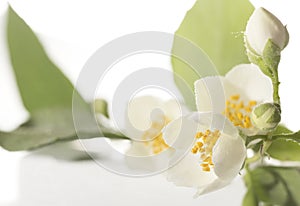 Jasmine flower on the white background,select focus