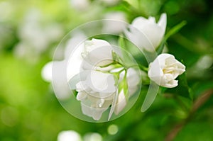 Jasmine Flowers