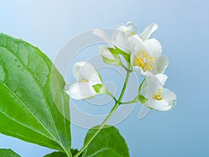 Jasmine flowers