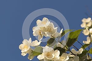 Jasmine flowers against blue sky with copy space