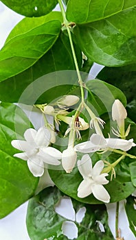 jasmine flowers as ornamental plants profitably scent the room