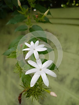 Jasmine flowers - beautiful in the world