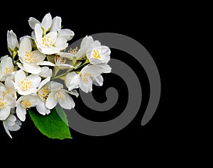 Jasmine flowers on a black